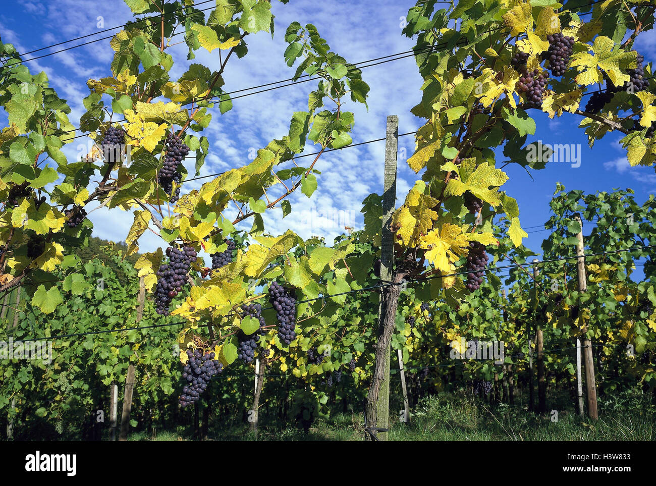 Germany, Baden-Wurttemberg, vines wine, Vitis vinifera, economy, agriculture, cultivation, vines, vines, vines, grapes, grapes, blue, fruits, wine-growing, viticulture, nature, plants, useful plants Stock Photo