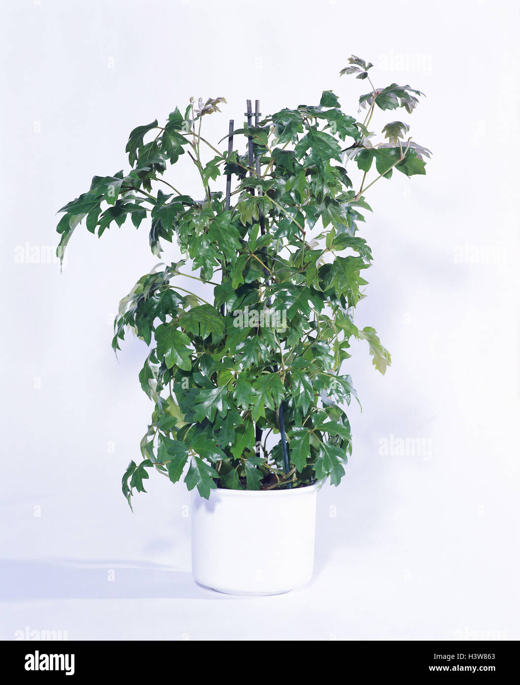 Climbing plant, pound sign-leafy Climbing or Russian Wine, Cissus rhombifolia, 'Ellen Danica' plants, indoor plants, indoor plant, potted plants, potted plant, wine, Russian, Climbing, Pound sign-leafy, Studio, cut out, Stock Photo