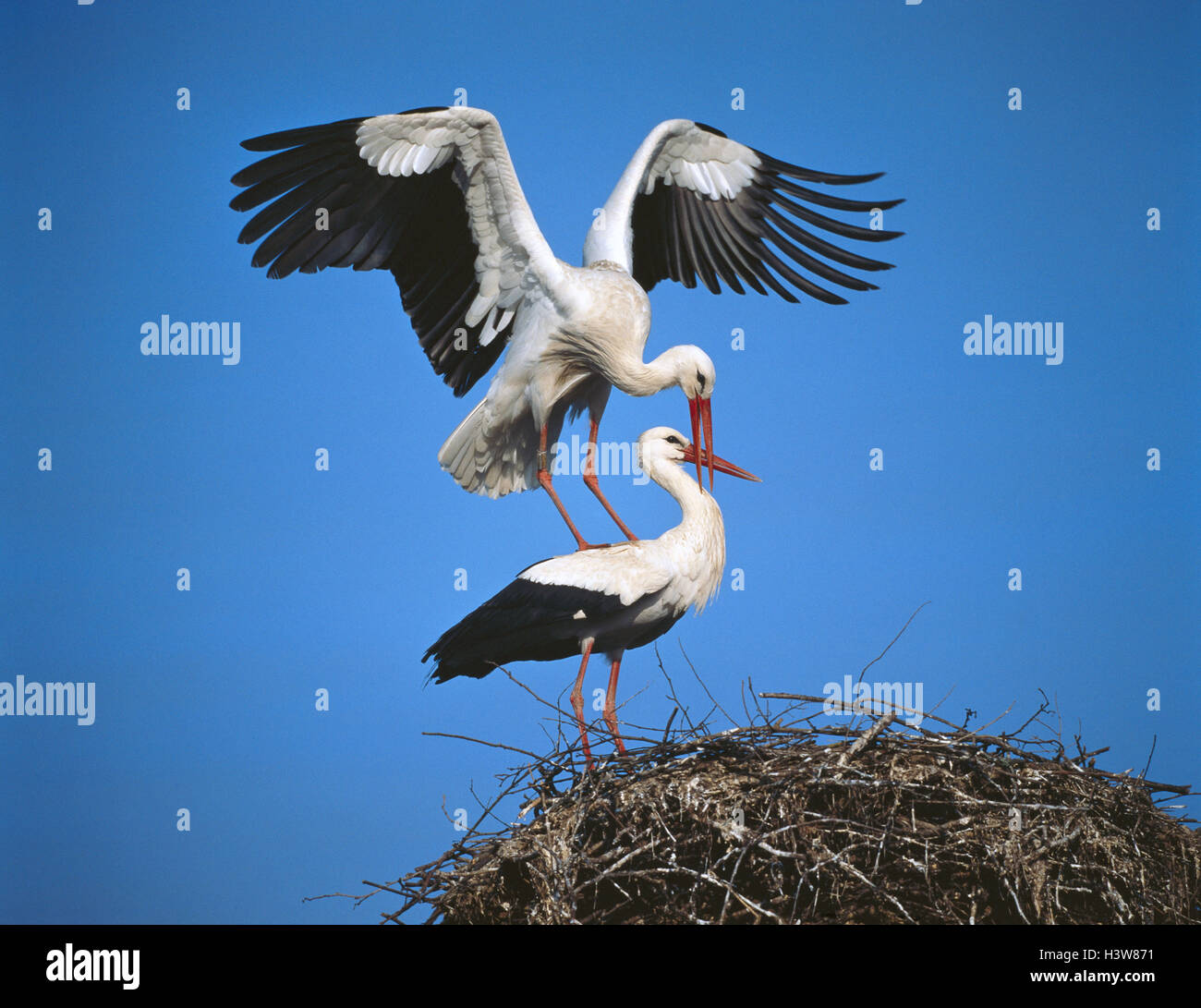 White storks, Ciconia ciconia, Horst, mating birds, Stelzvögel, storks, Ciconiidae, birds passage, Storchenpaar, nest, nesting place, reproduction, copulation, coition, threatens, endangers, evening Stock Photo