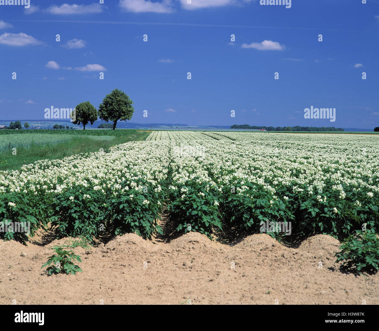 Germany Field Potato Solanum Tuberosum Cultivation Plants Blossom germany-field-potato-solanum-tuberosum-cultivation-plants-blossom