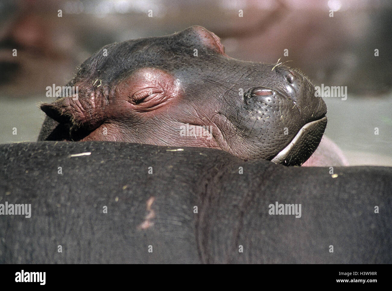 Hippopotamus, Hippopotamus amphibius, young animal, sleep animals ...