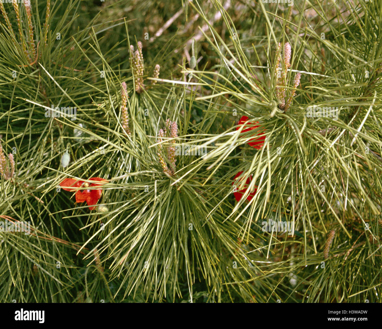 Corsican jaws, Pinus nigra ssp. calabrice, close up, nature, plant, plants, pine plant, pine plants, coniferous wood, infructescence, tree, trees, pine needles, botany Stock Photo