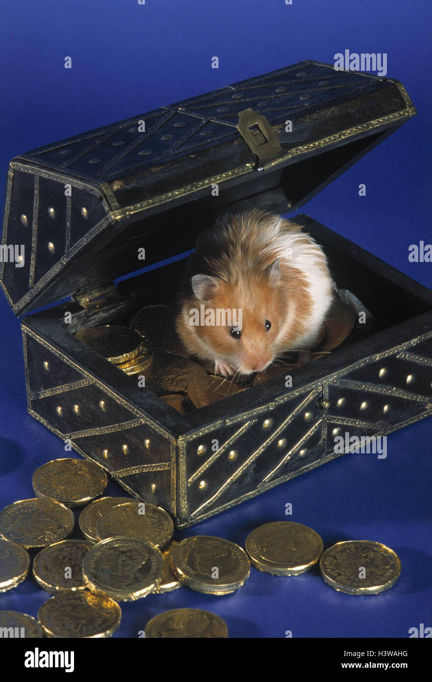 Treasure box, golden coins, golden hamsters Scahtztruhe, gold, coins, valuably, richly, wealth, icon, hoard, save, stingy, hamsters, hide, play, box, golden ducats Stock Photo
