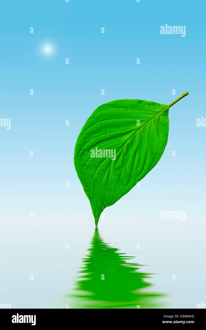 leaf reflected in water Stock Photo