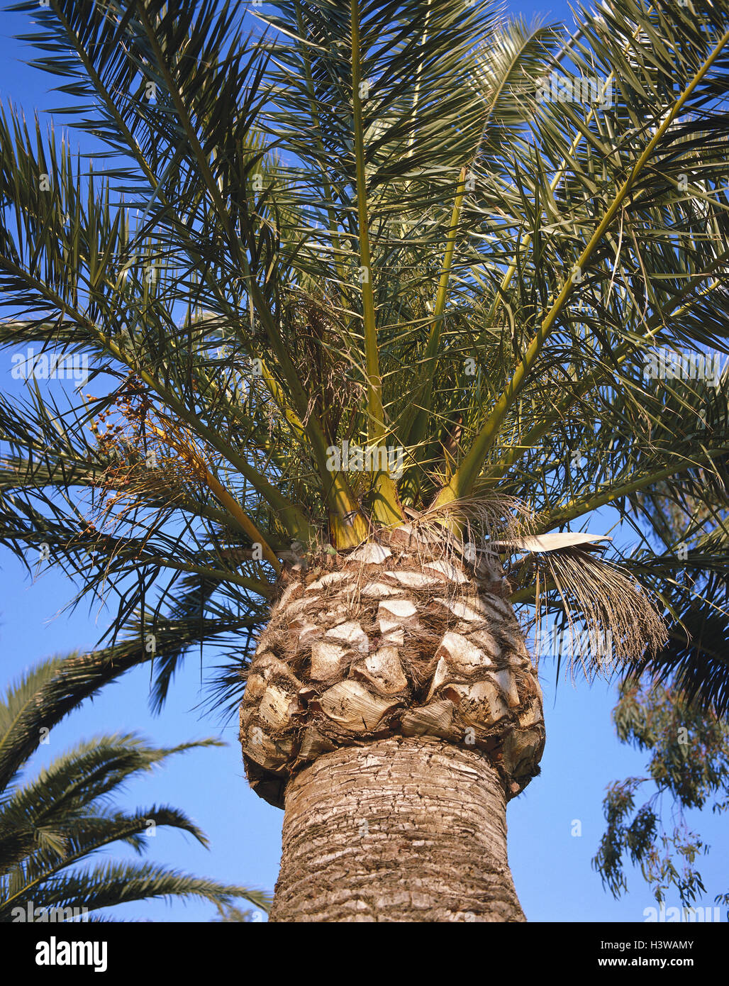 Canary date palm, phoenix canariensis, close up, nature, botany, plant, palm, date palm, Fiederpalme, Arecaceae, Palmae, wooden plants, einkeimblättrig, from below Stock Photo