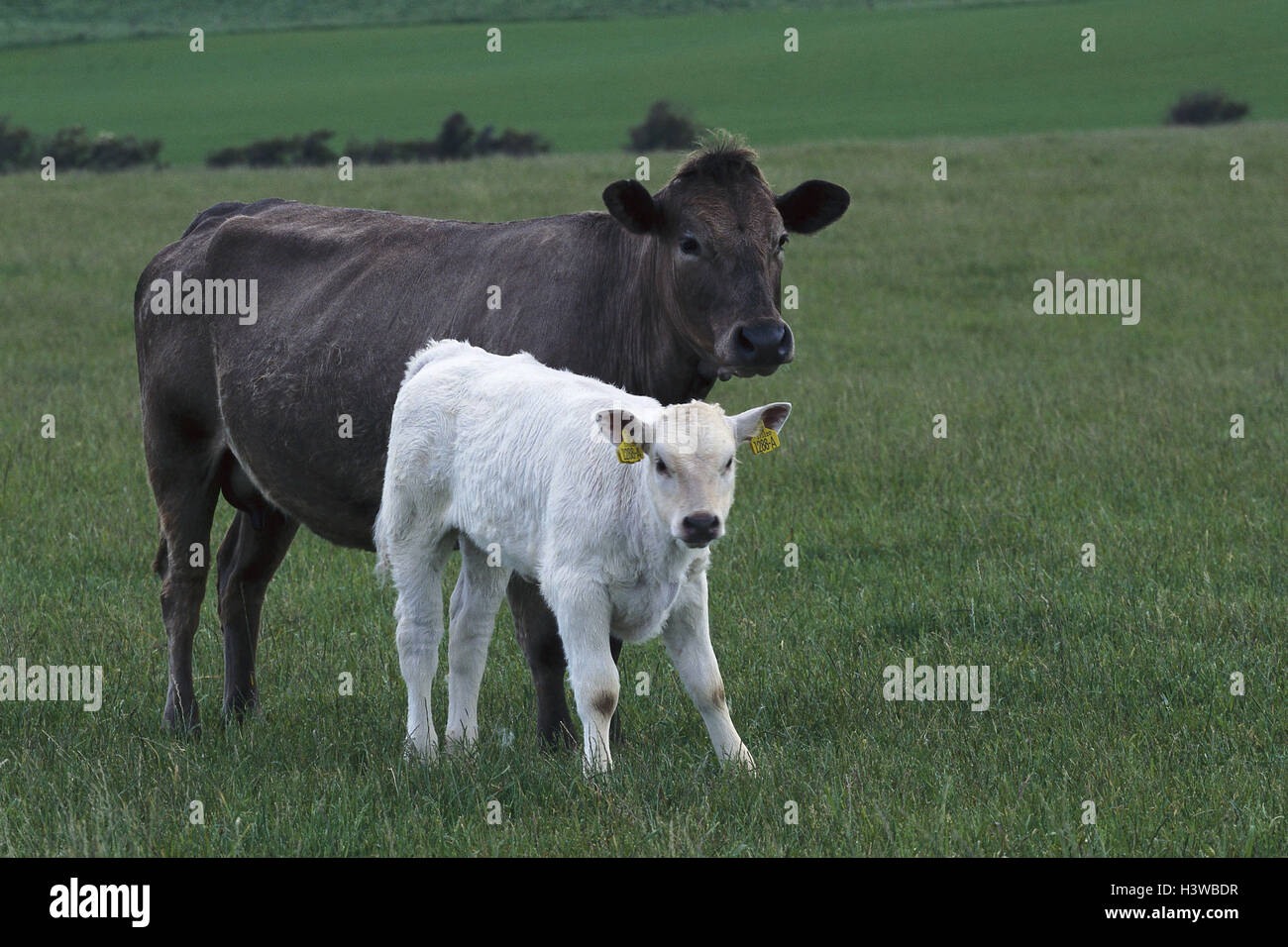 Northern Ireland, cattles, cow, calf, pasture, animals, mammals