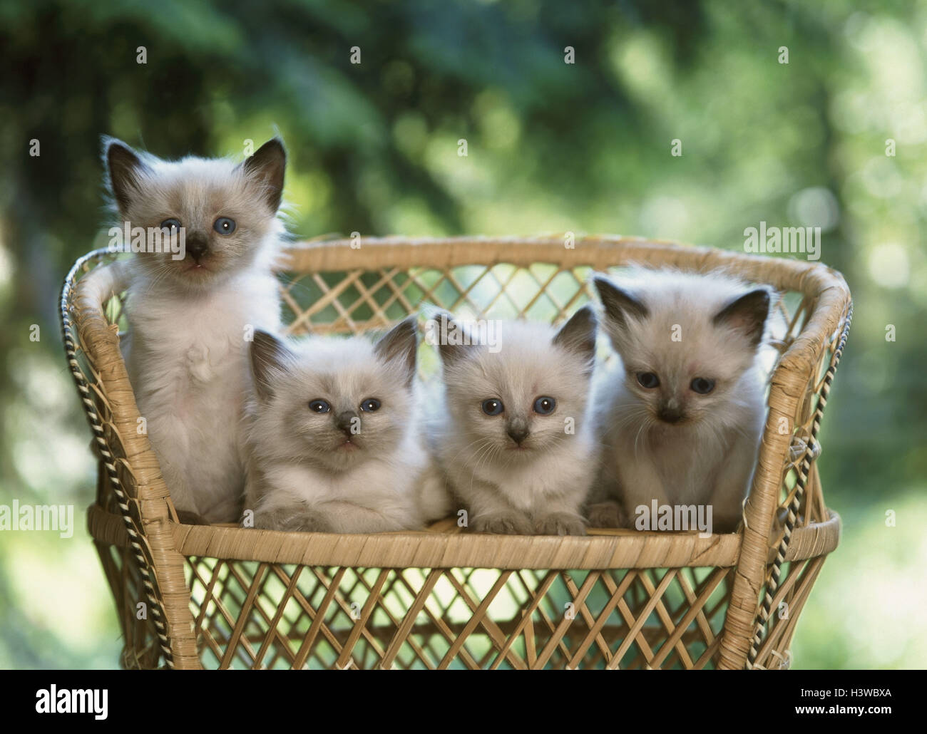 Wicker chair, Siberian cats, Neva, Masquarade, young, outside, chair