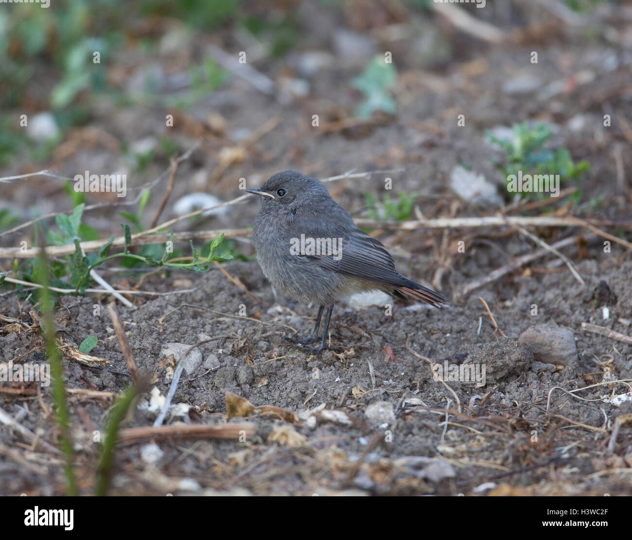 Black Redstart ,Phoenicurus ochruros in a garden, Northern Spain Stock Photo