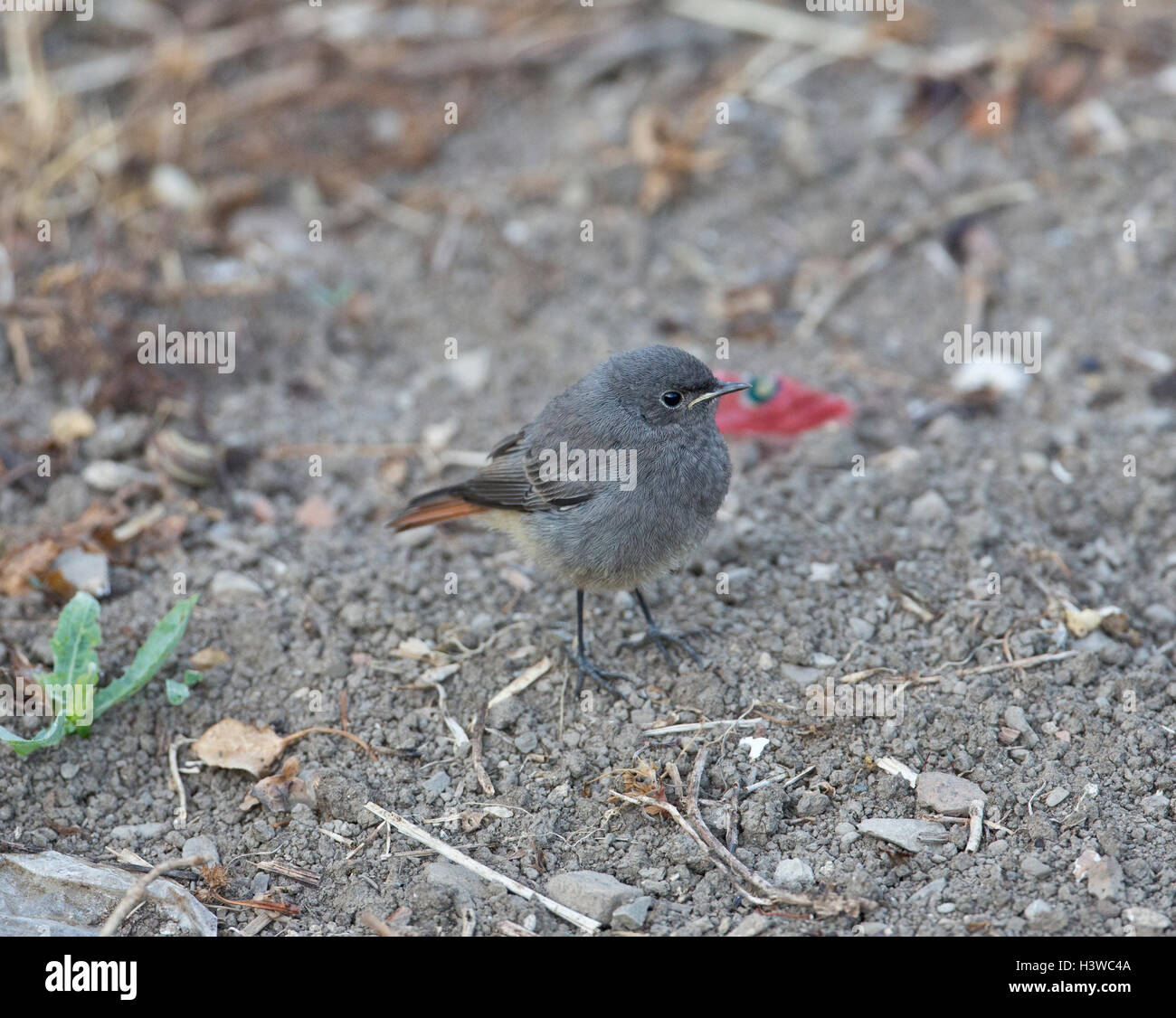 Black Redstart ,Phoenicurus ochruros in a garden, Northern Spain Stock Photo