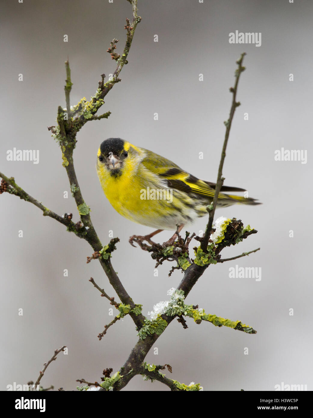 Male Eurasian Siskin, Carduelis spinus, perching on branch in winter snow Stock Photo