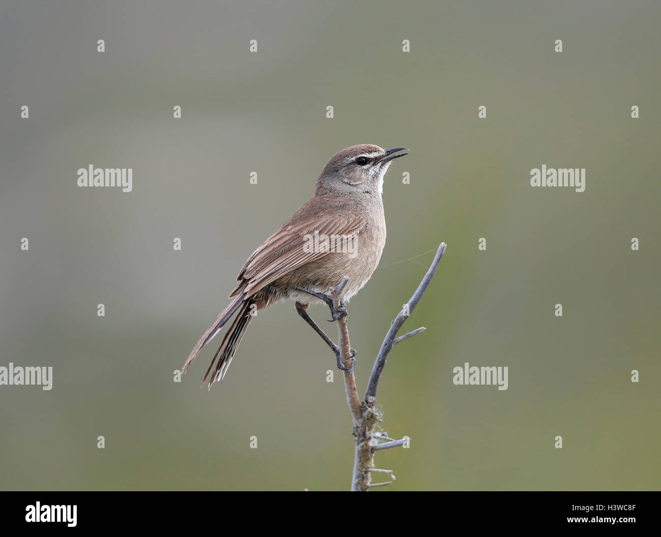 Karoo Robin or Scrub Robin, Cercotrichas coryphaeus, perching on twig near Cape Town, South Africa Stock Photo