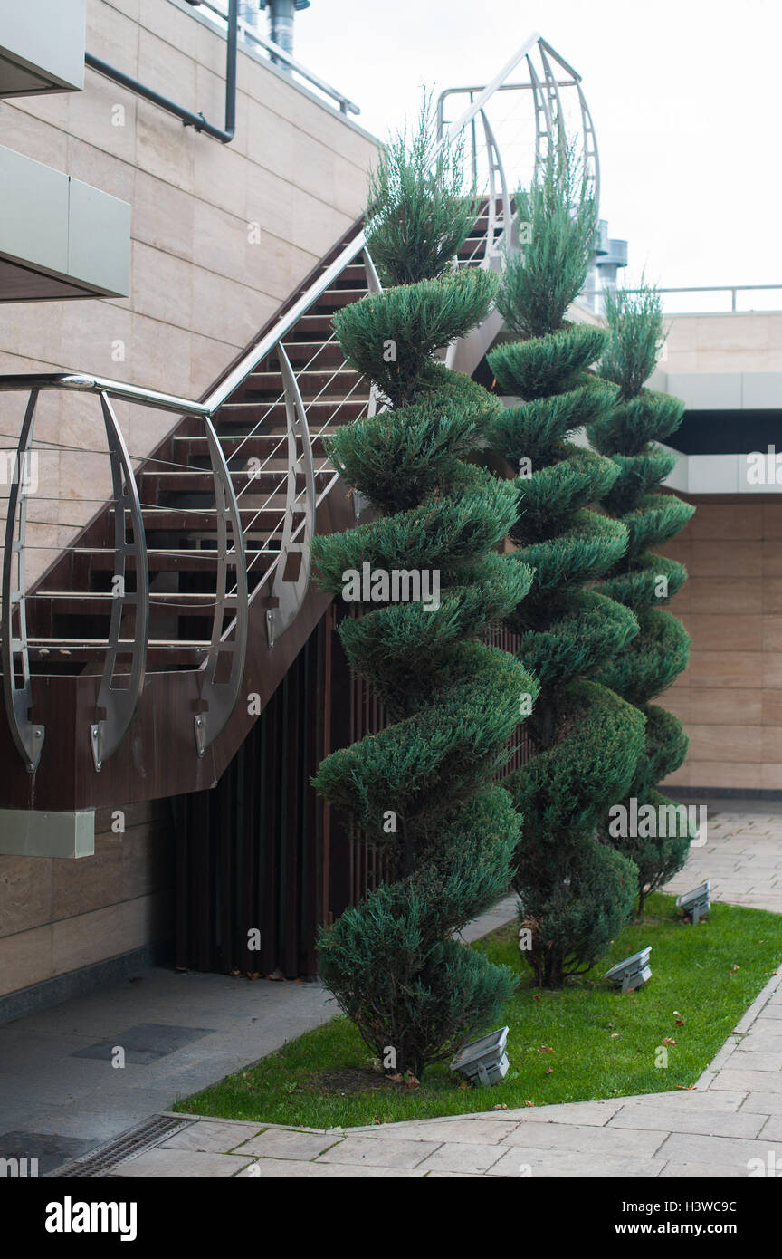 beautiful decorated trees near the building, landscape design Stock Photo