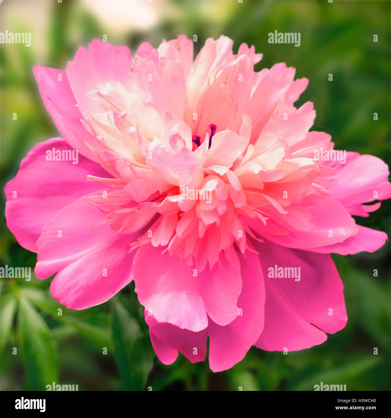 Peony, Paeonia officinalis, detail, blossom, plants, flowers, flower, roses, rose, rose blossoms, pink, pawn peony, pawn rose, gout rose, clap rose, medicinal plants, herbs, medicament plants, nature drugs, nature, beauty Stock Photo