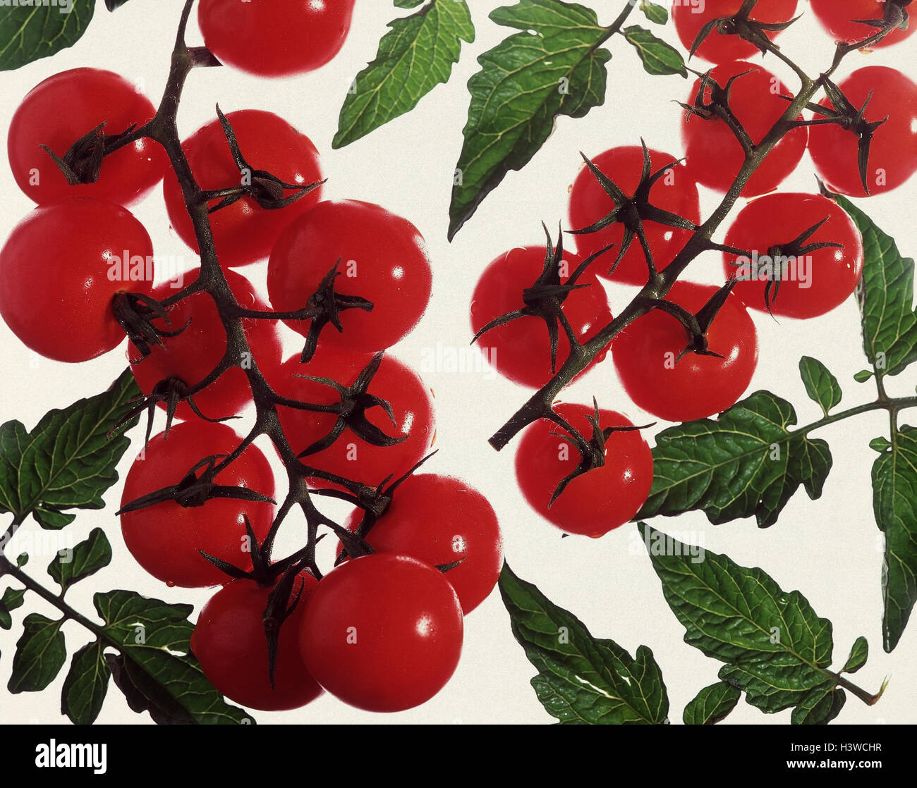 Shrub tomatoes, leaves Lycopersicon esculentum, tomatoes, vegetables, solanum, fruits Stock Photo