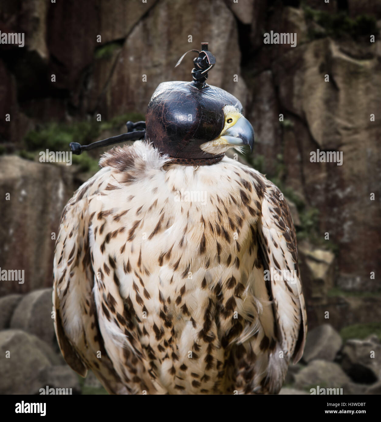 Saker Falcon with hood Stock Photo