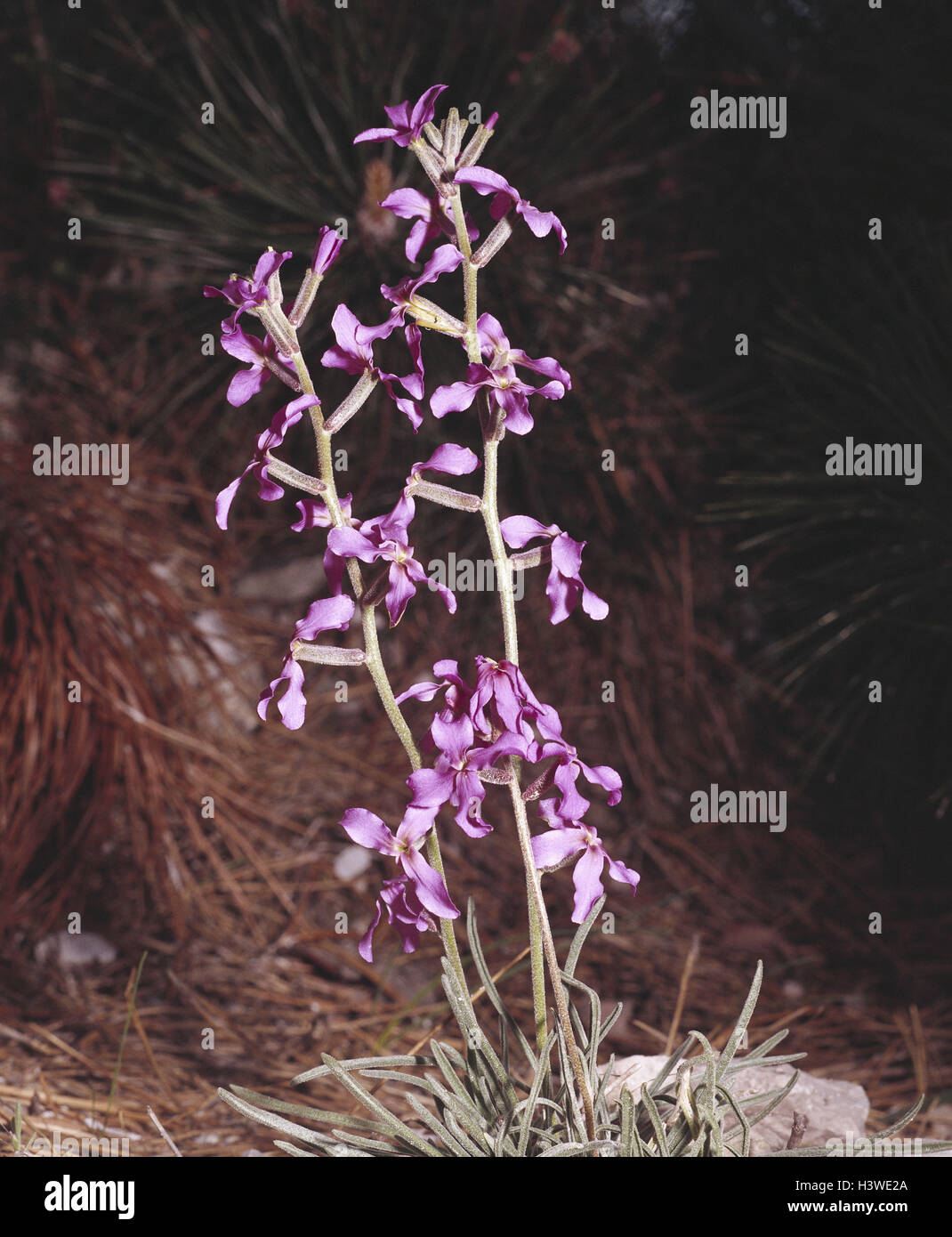 Clouded Levkoje, Matthioli fruticulosa, nature, botany, flora, plants, flowers, Alpine flowers, Levkoje, Levkojen, Brassicaceae, Cruciferae, Kreuzblütler, blossoms. blossom, pink, pink ones Stock Photo