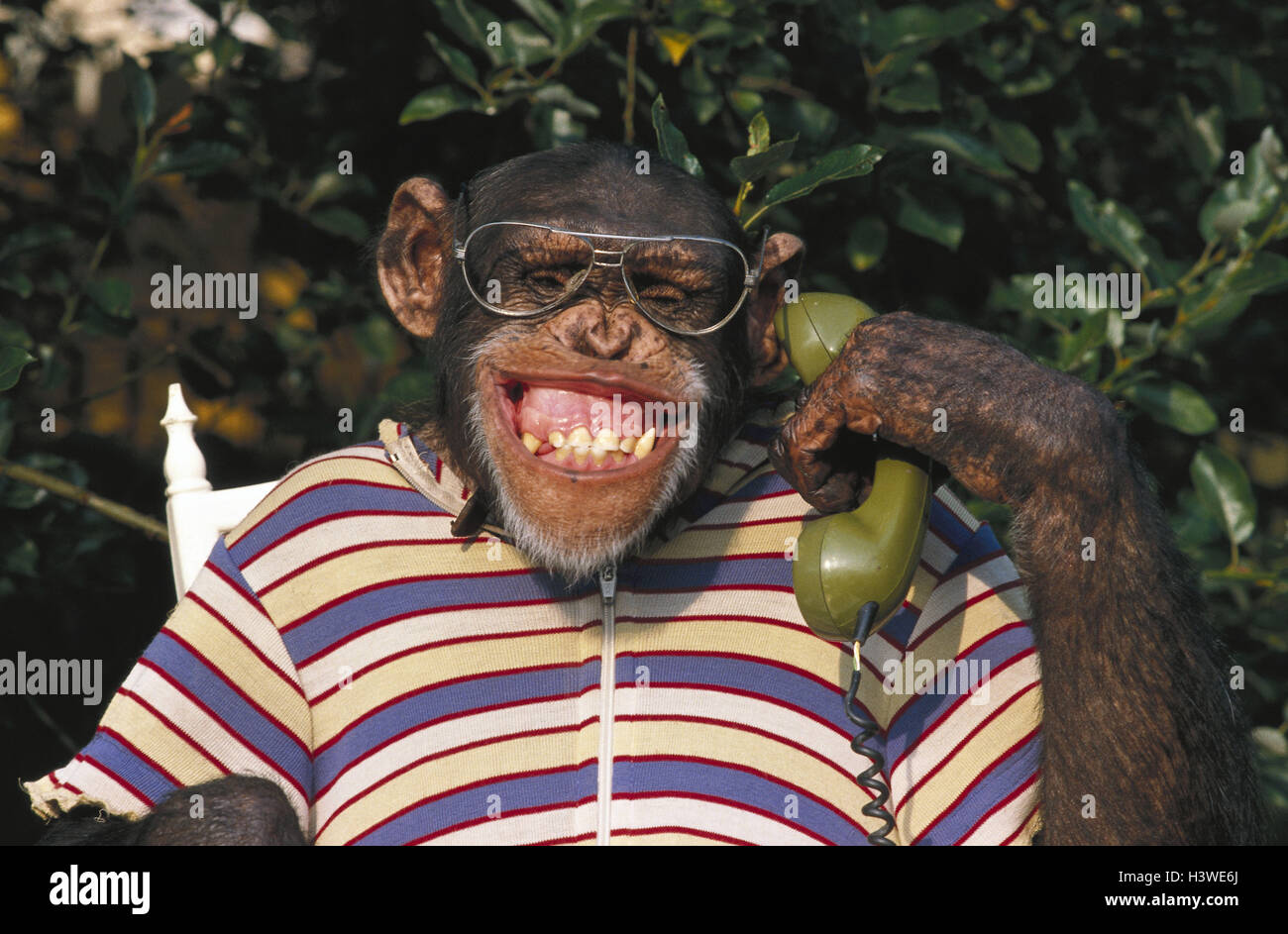 Monkey with glasses hi-res stock photography and images - Alamy