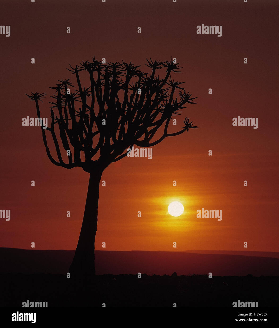 Namibia, quiver tree, aloe dichotoma, sundown, Africa, plants, vegetation, silhouette, tree, individually, evening mood Stock Photo