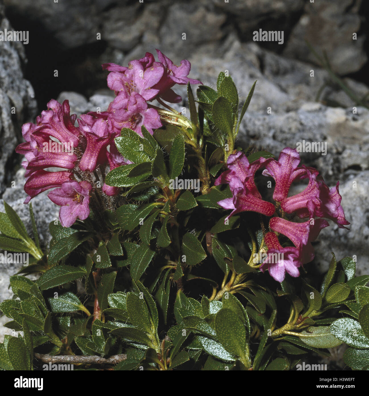 Bewimperte alpine rose, rhododendron hirsutum, nature, botany, flora, plants, flowers, Alpine flowers, Alpine flora, rhododendron, alpine rose, alp drunkenness, stone rose, hairy alpine rose, heather plants, Ericaceae, blossoms, blossom, red, period bloom Stock Photo