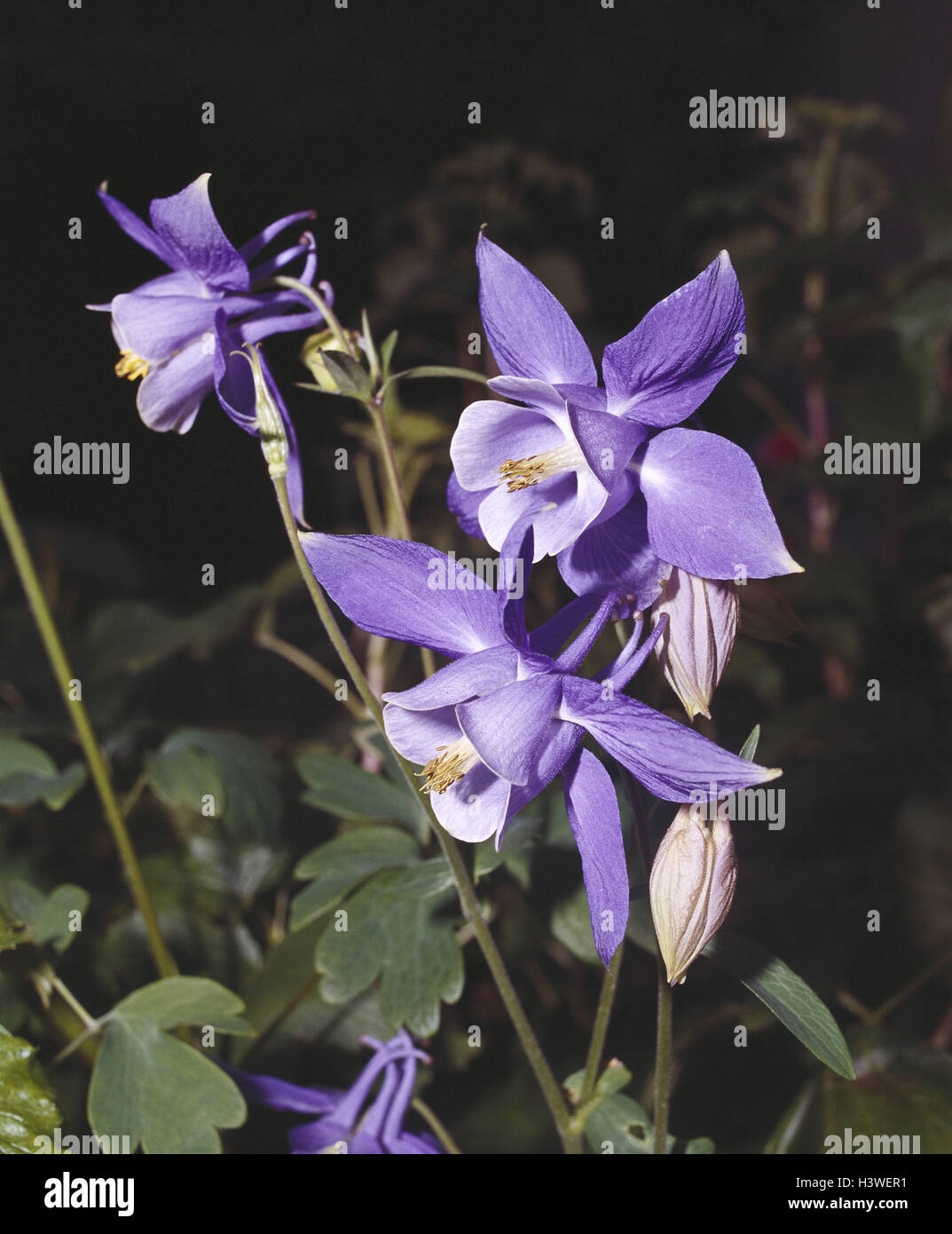 Alp aquilegia, Aquilegia alpina, close up, nature, botany, flora, plants, flowers, Alpine flowers, Alpine flora, alp aquilegia, aquilegia, Aquilegia, protected plant, crowfoot plants, 'water collector', blossoms, blossom, blue-violet, period bloom from Ma Stock Photo