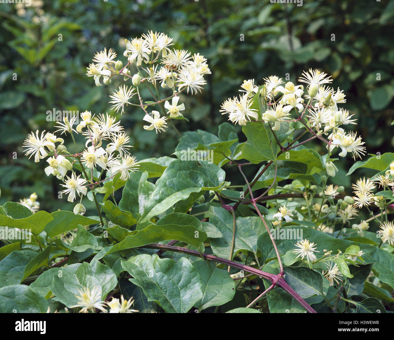 Common forest vine, Clematis vitalba nature, botany, flora, plants, flowers, wild flowers, meadow flowers, forest flowers, forest vine, Clematis, crowfoot plants, shrubs, climbing shrubs, blossoms, blossom, white, period bloom, from June to August, Stock Photo