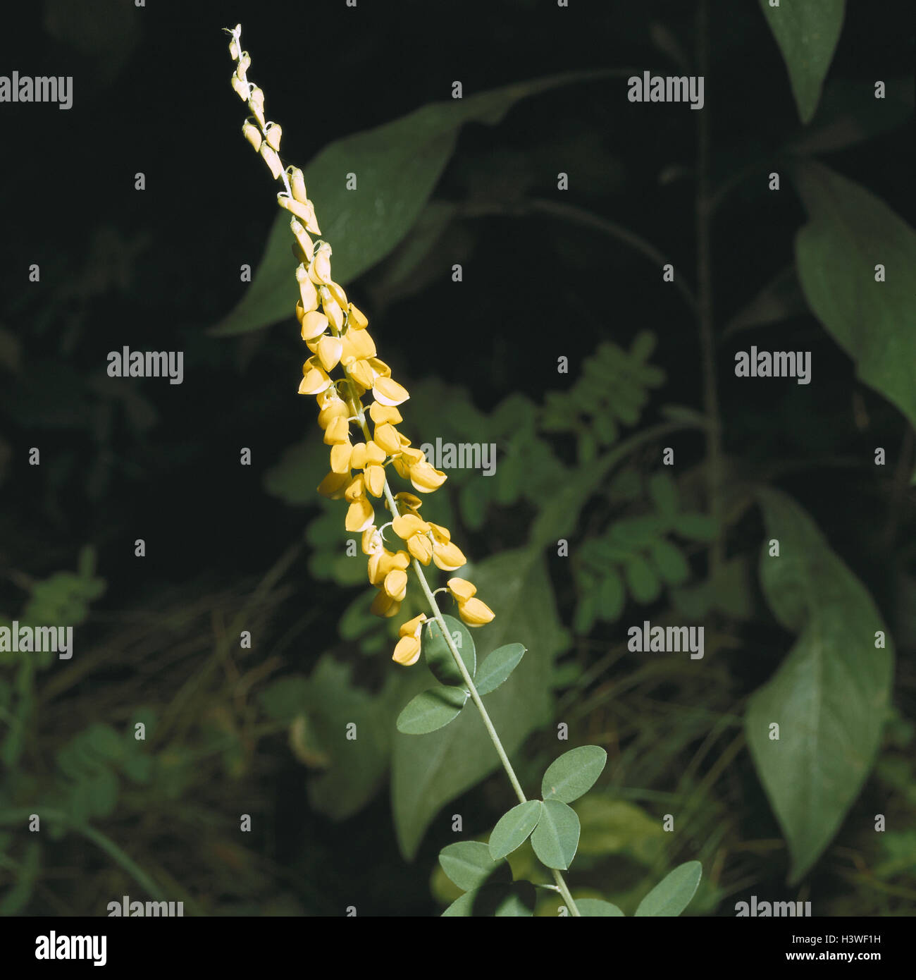 Black-growing nanny-goat clover, Cytisus nigricans, nature, botany, flora, plants, flower, wild flowers, forest flower, Faboideae, bean shrub, Cytisus, blossoms, blossom, yellow Stock Photo