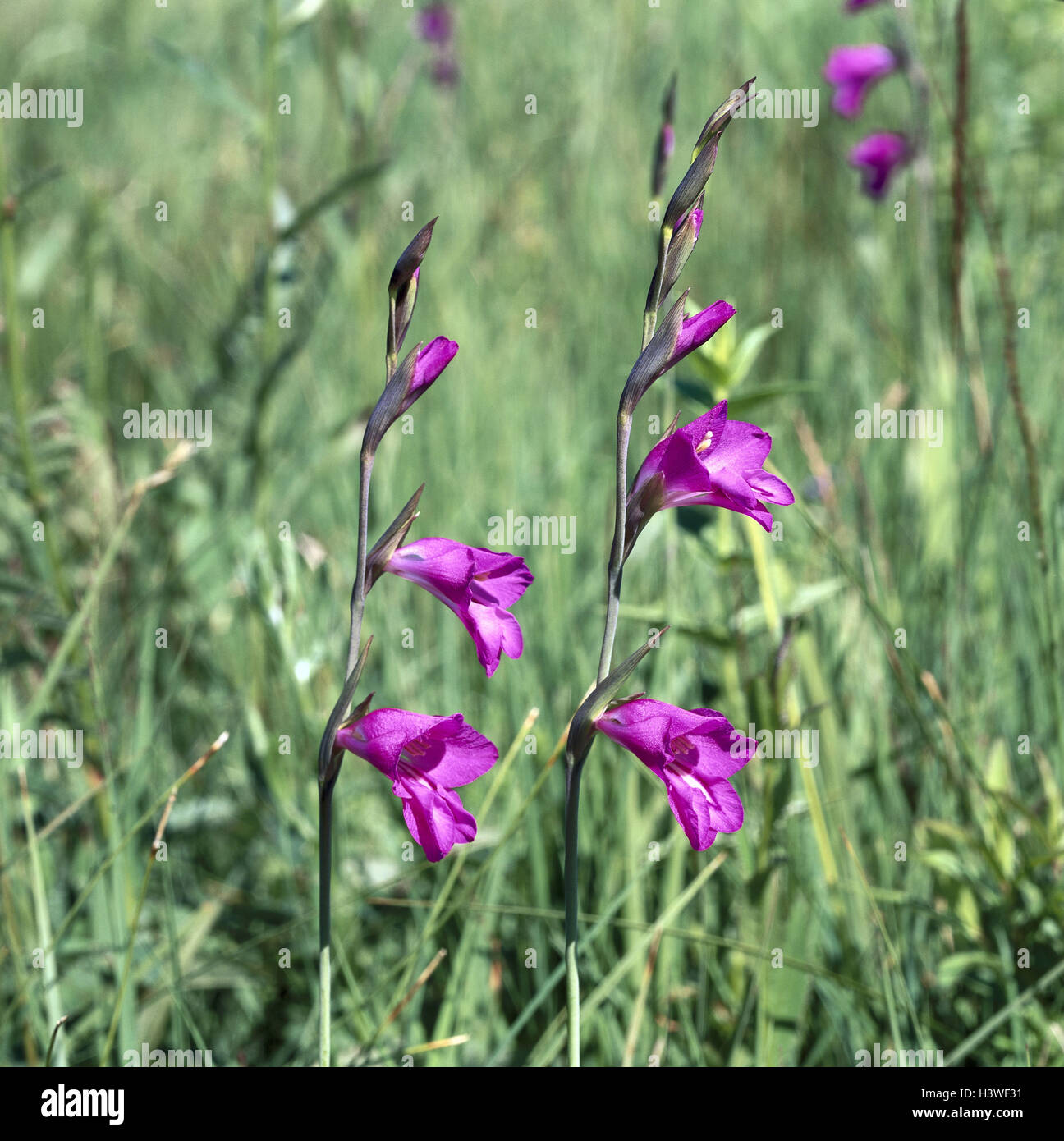 Sumpf-Siegwurz, Gladiolus palustris, detail, nature, botany, flora, plants, flowers, meadow flowers, Siegwurz, Sumpfsiegwurz, marsh gladiolus, Gladiolus, iris plant, protected plant, blossoms, blossom, magenta, red, period bloom, from May to June Stock Photo