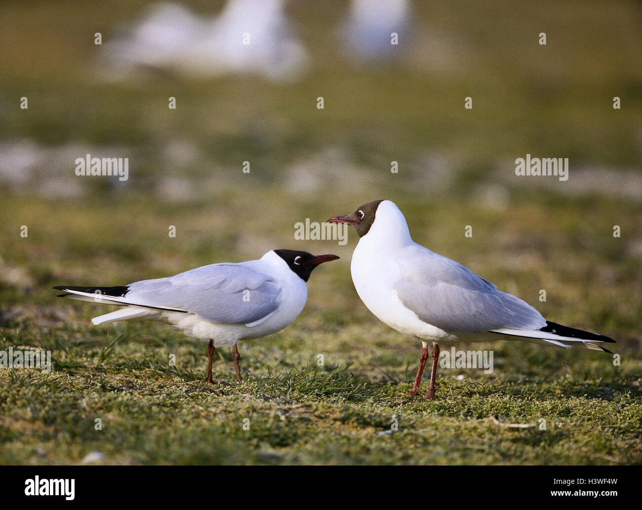 Lachmöven, Larus ridibundus, brood dress animals, wild animals, birds ...