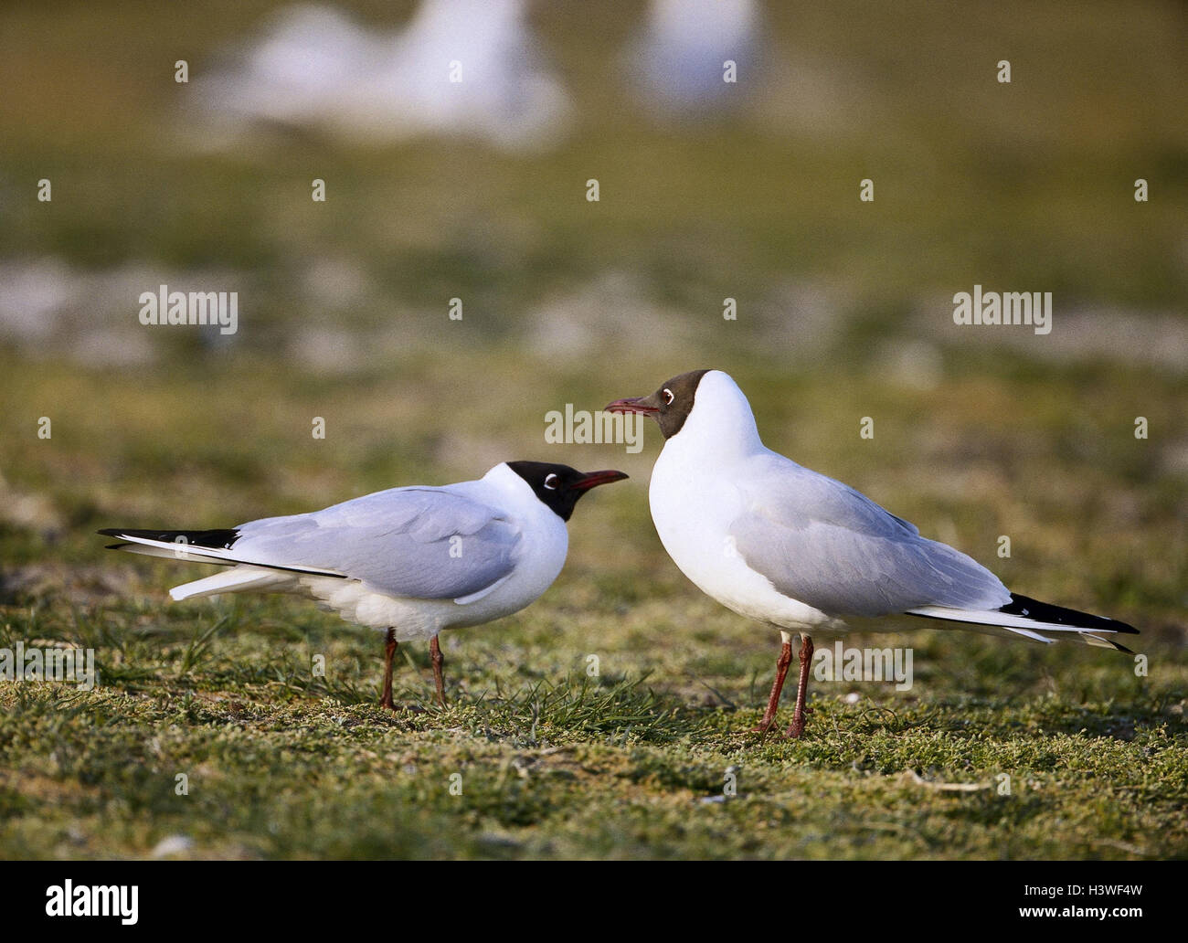 Lachmöven, Larus ridibundus, brood dress animals, wild animals, birds, Watvögel, gull birds, gulls, couple, animal life Stock Photo