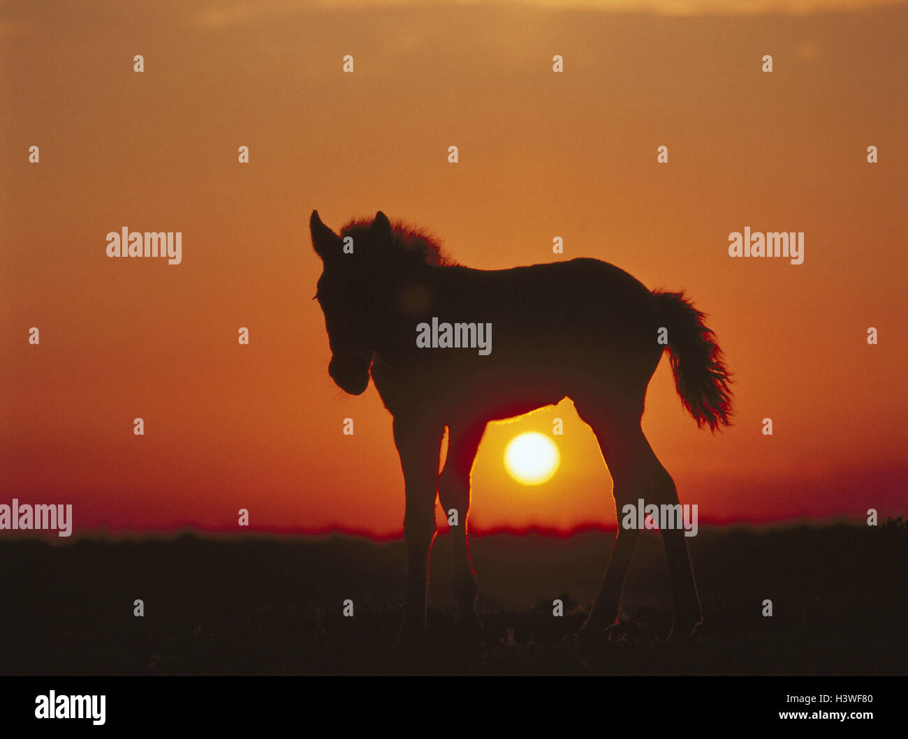 Silhouette, New Forest pony, foal, sundown animal, animals, mammals, mammal, uncloven-hoofed animal, Equidae, benefit animals, benefit animal, horse, horses, pony, ponies, young animal, riding animal, riding animals, whole bodies, preview, evening heaven, Stock Photo