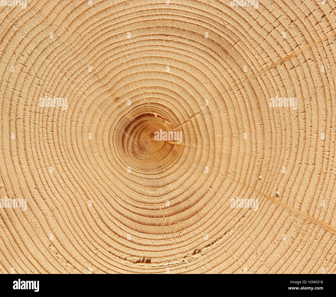 Trunk, cross section, woodwork, tree, strain, tree-rings, nature, old person, geriatric regulation, ageing process, ageing, annual run, time execution, natural history, nature, natural product, background, Still life, material recording Stock Photo