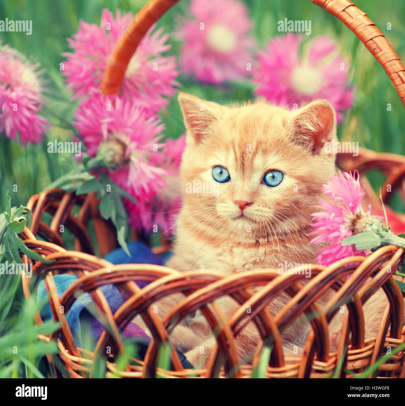 Little kitten sitting in the basket in a flowers garden Stock Photo - Alamy