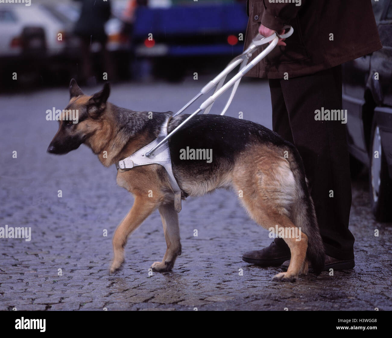 how-do-you-take-care-of-a-guide-dog