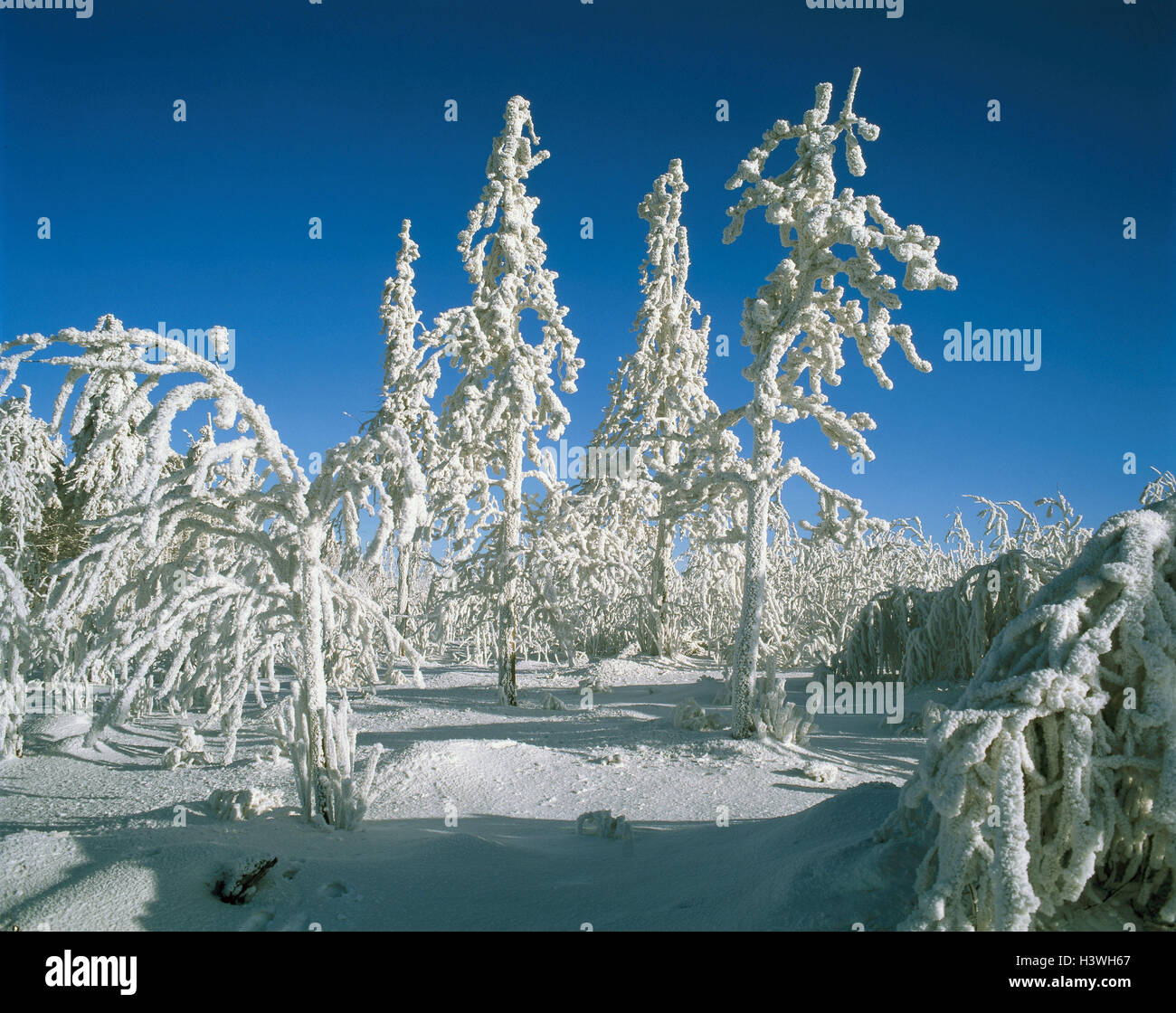 Germany, Saxony, the Erzgebirge, winter, trees, hoarfrost, Europe, winter scenery, season, wintry, nature, cold, heaven, cloudless, Stock Photo