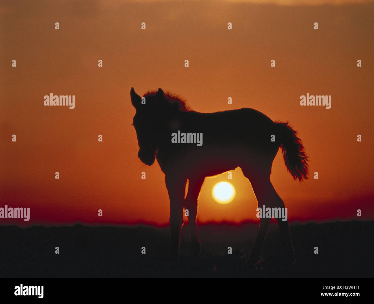 Silhouette, New Forest pony, foal, sundown animal, animals, mammals, mammal, uncloven-hoofed animal, Equidae, benefit animals, benefit animal, horse, horses, pony, ponies, young animal, riding animal, riding animals, whole bodies, preview, evening heaven, Stock Photo