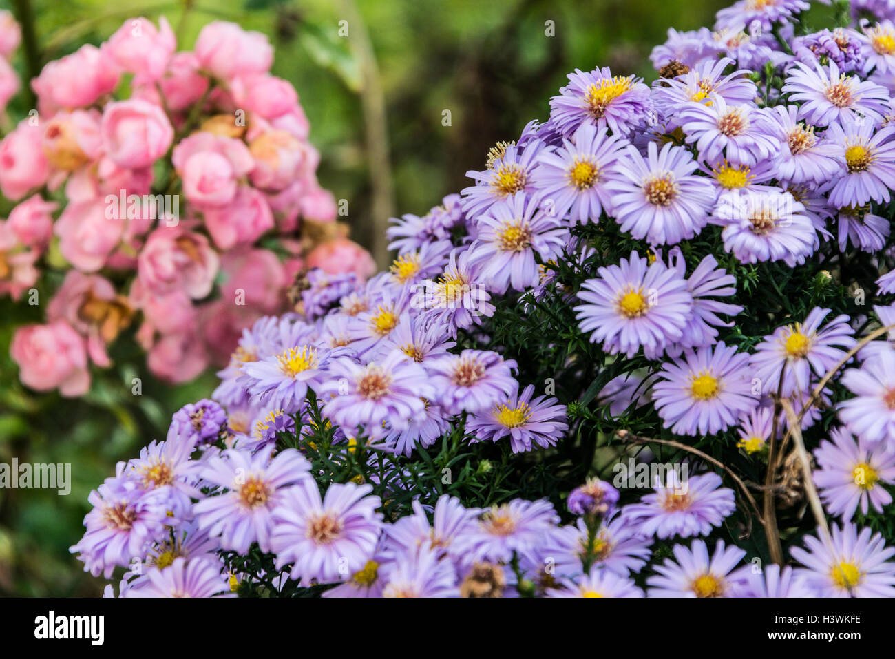 A michaelmas daisy with a fairy rose in the background Stock Photo