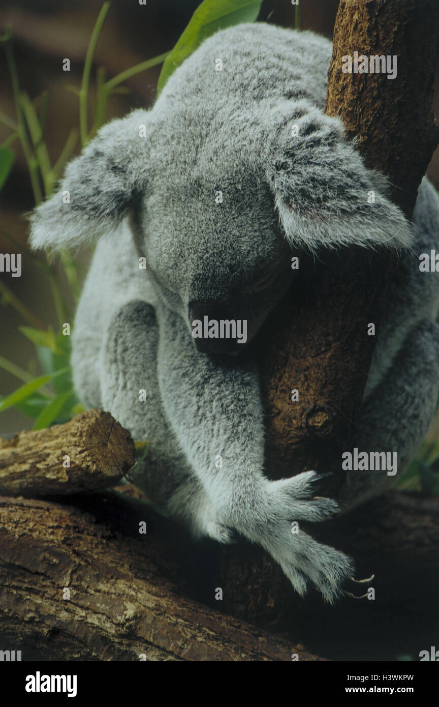Tree, koala, Phascolarctos cinereus, sleep, rest animal world, Wildlife ...