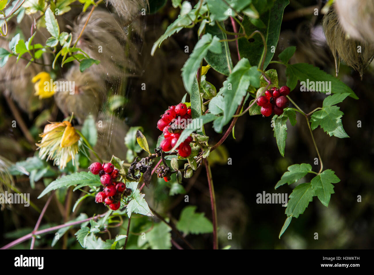 Honeysuckle berries and golden clematis flowers and seeds Stock Photo