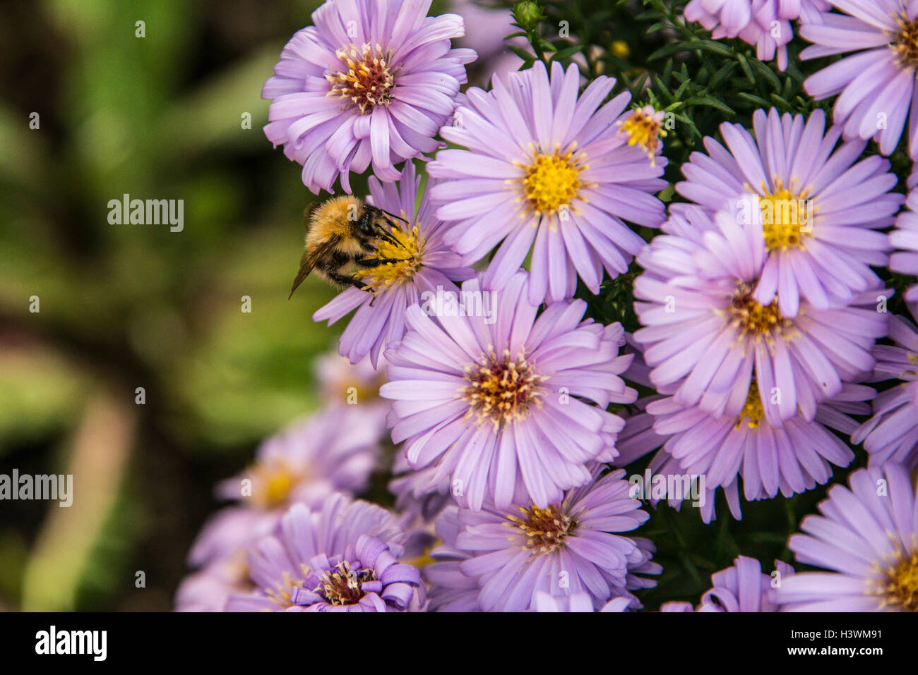 A bee on a michaelmas daisy Stock Photo