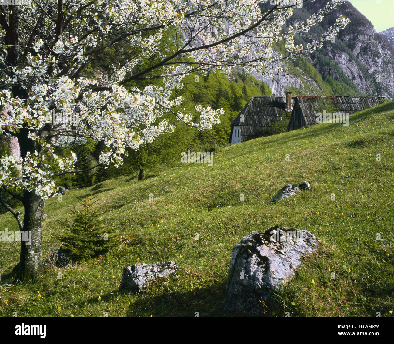 Slovenia, Vrsic pass, blossoming fruit-tree, residential house, detail, entries in accordance with. Originator Stock Photo