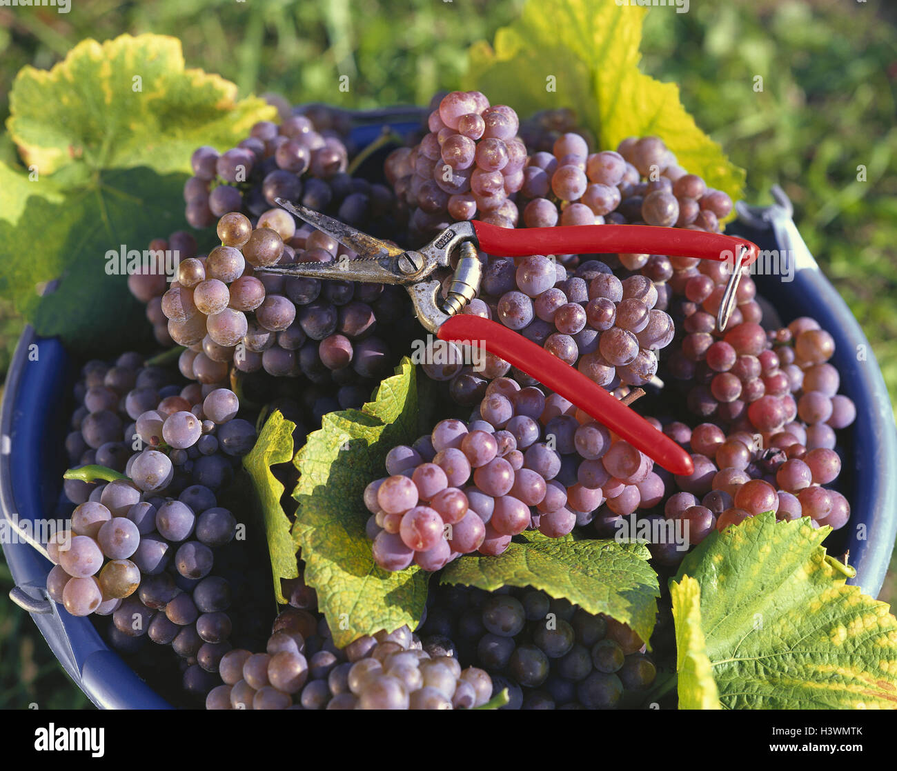 Vintage, bucket, grapes, scissors, Still life, agriculture, economy