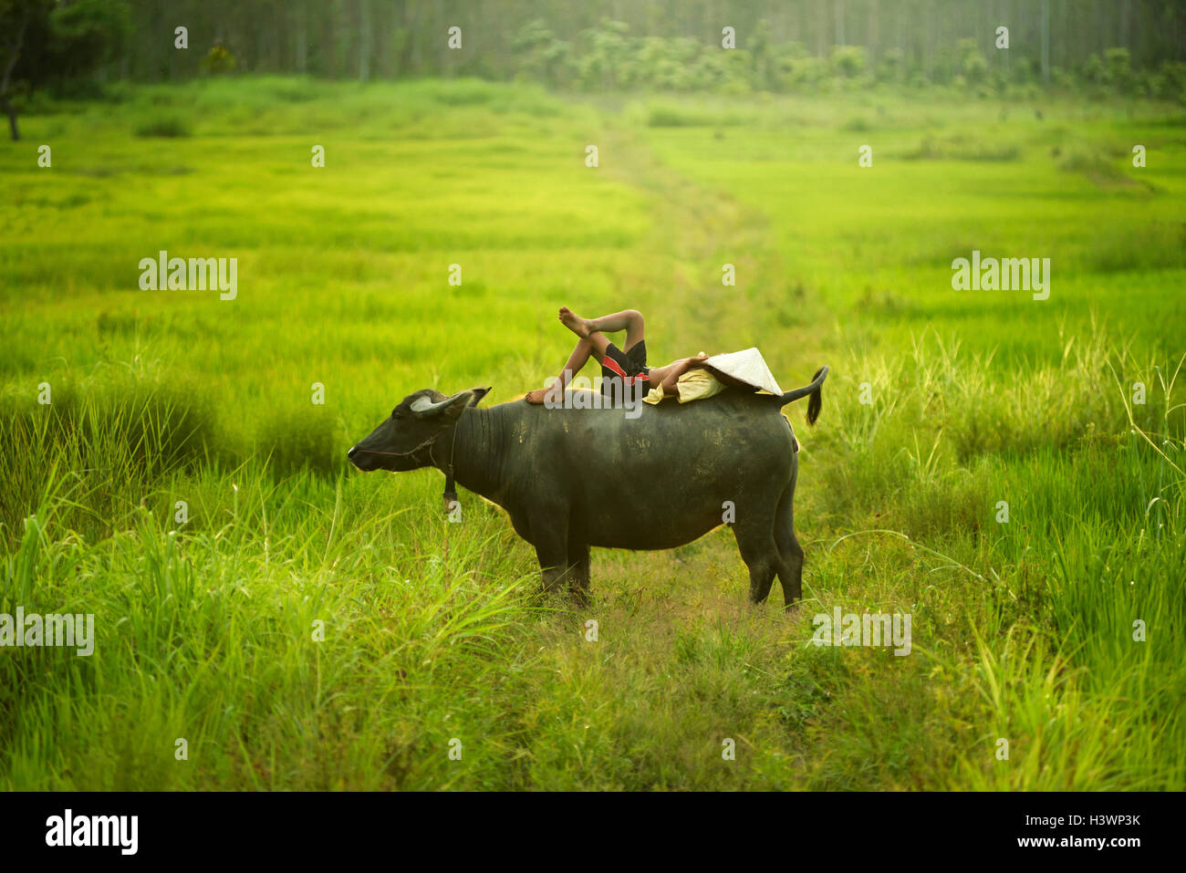 Boy lying on a buffalo's back sleeping, Thailand Stock Photo
