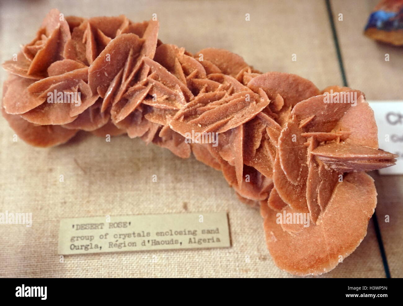 decoration,rose des sables,decorative item,white background,gypsum crystals  Stock Photo - Alamy