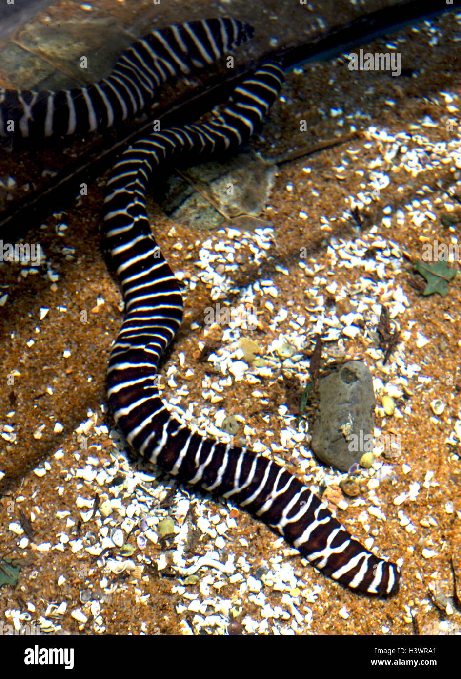 Zebra Moray Eel ( Gymnomuraena zebra), a species of marine fish in the family Muraenidae. It is the only member of the genus Gymnomuraena, though it sometimes has been included in Echidna instead. Stock Photo