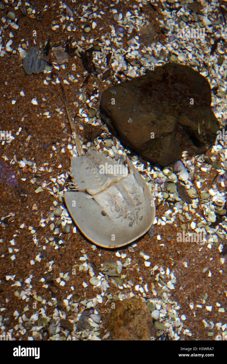 Horseshoe crabs are marine arthropods of the family Limulidae and order