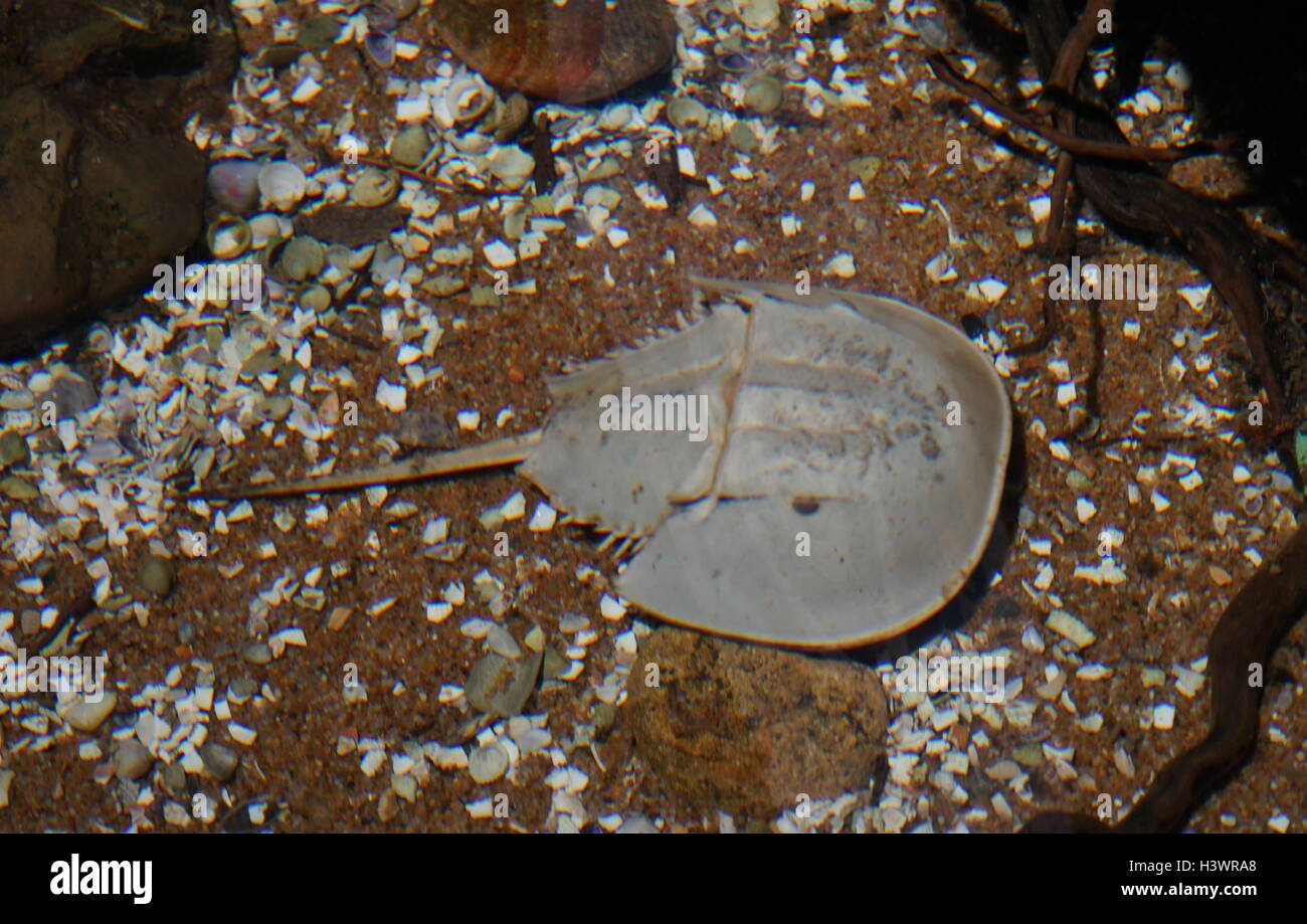 Horseshoe crabs are marine arthropods of the family Limulidae and order Xiphosura or Xiphosurida, that live primarily in and around shallow ocean waters on soft sandy or muddy bottoms. Stock Photo