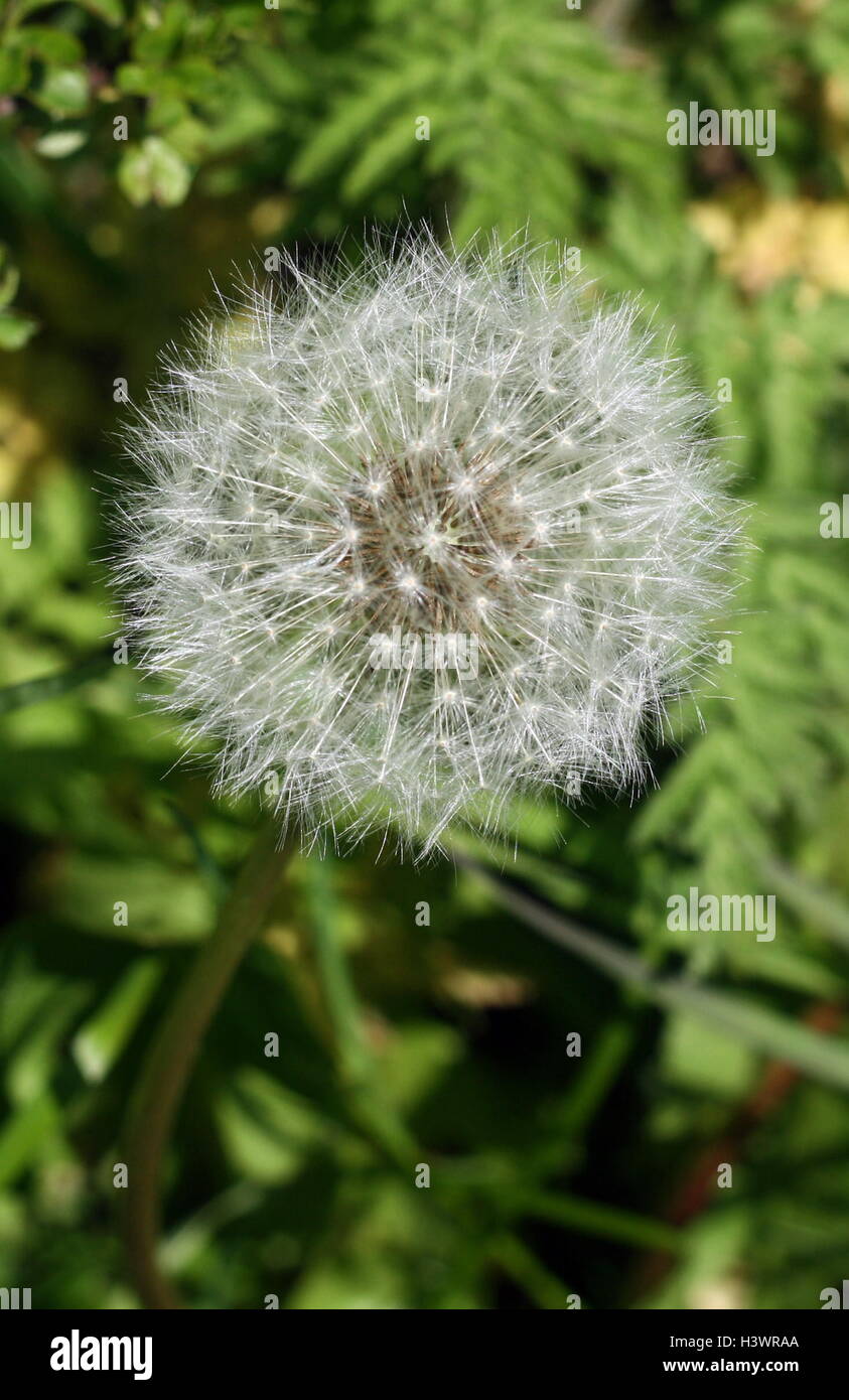 fruits (cypselae) of the Taraxacum officinale, the common dandelion, a flowering herbaceous perennial plant of the family Asteraceae (Compositae). T. officinale is considered a weed, especially in lawns and along roadsides, but it is sometimes used as a medical herb and in food preparation. Stock Photo