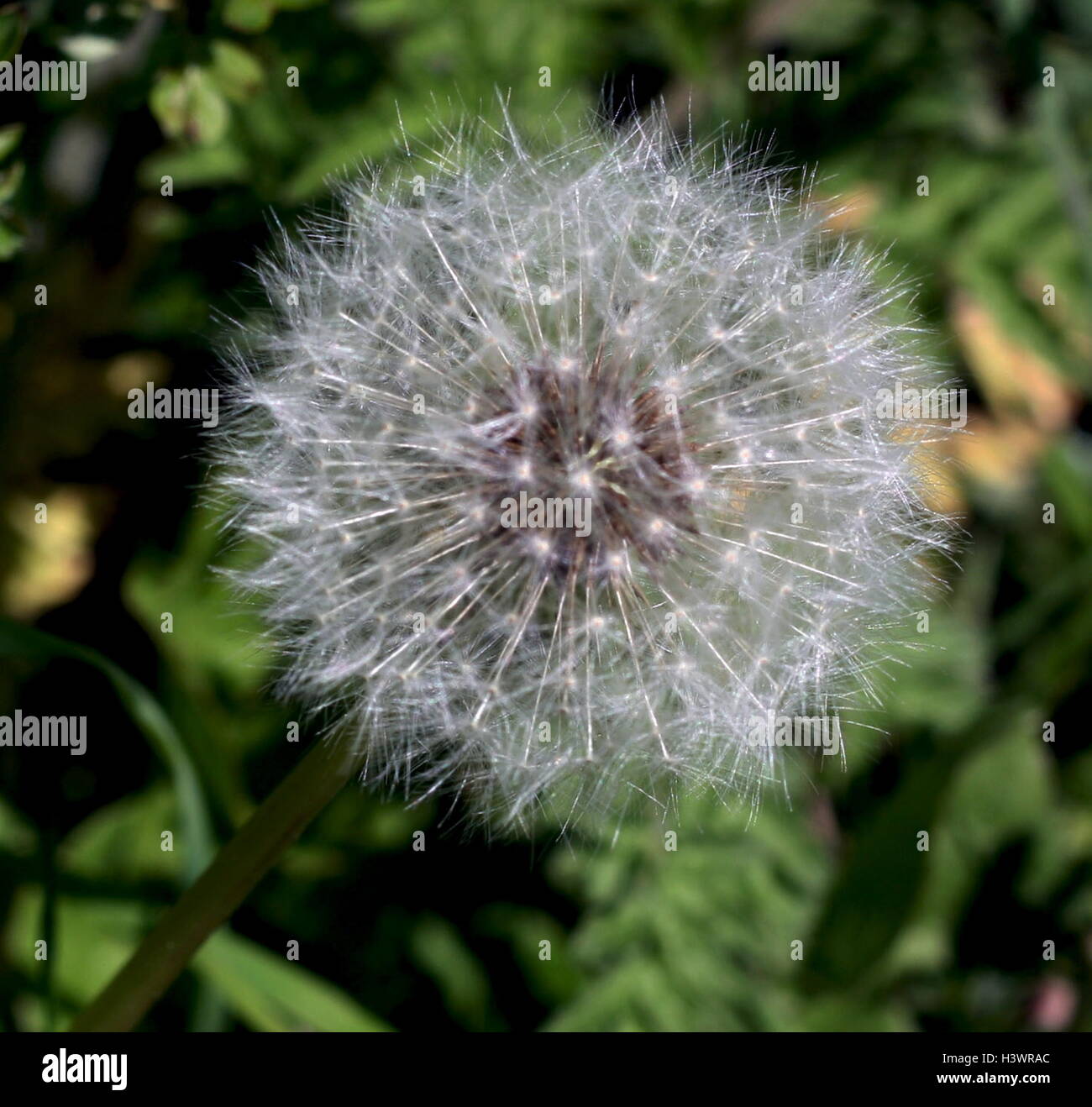 fruits (cypselae) of the Taraxacum officinale, the common dandelion, a flowering herbaceous perennial plant of the family Asteraceae (Compositae). T. officinale is considered a weed, especially in lawns and along roadsides, but it is sometimes used as a medical herb and in food preparation. Stock Photo