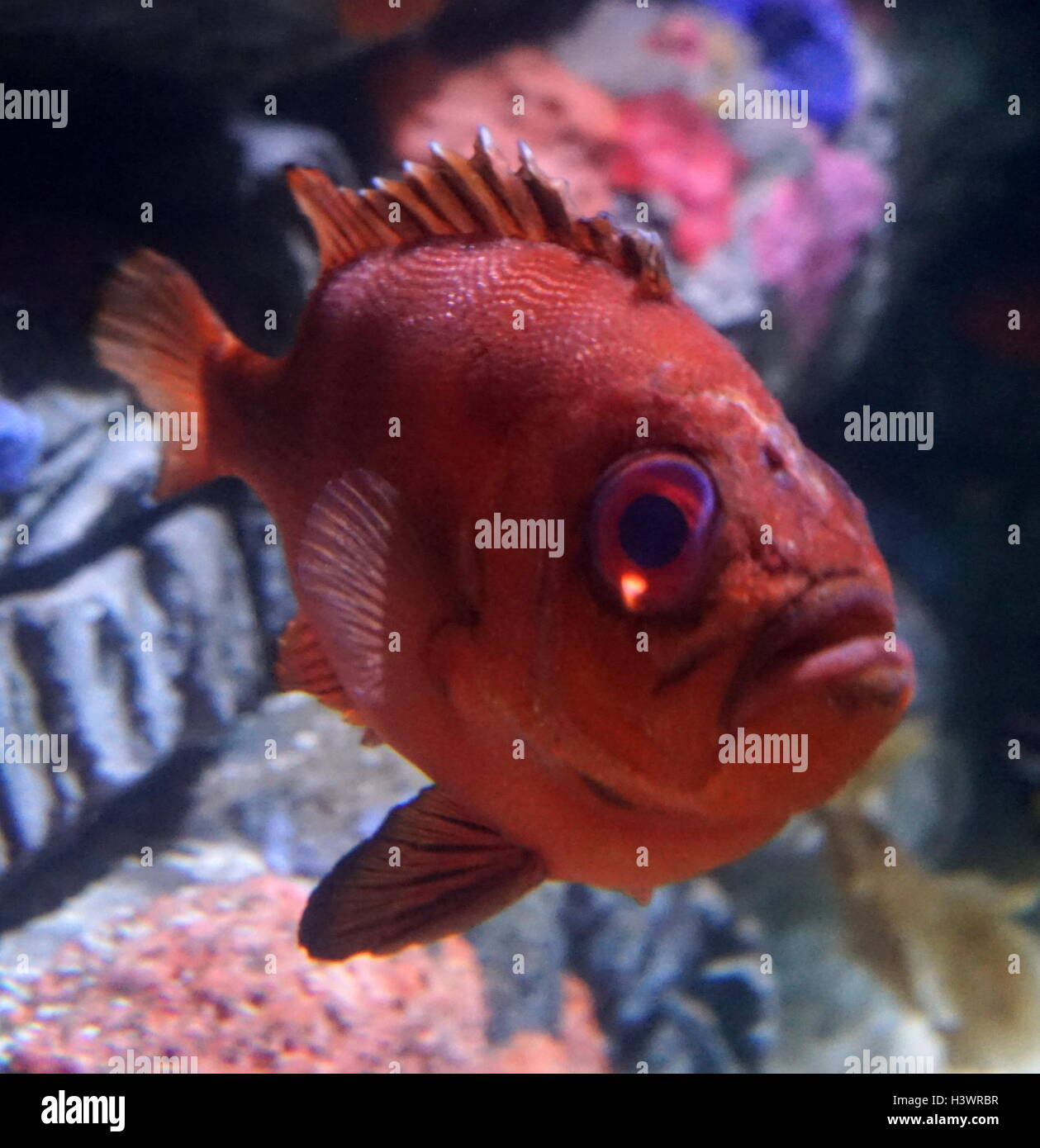 Bigeye or Popeye catalufa (Pristigenys serrula) fish, from the eastern
