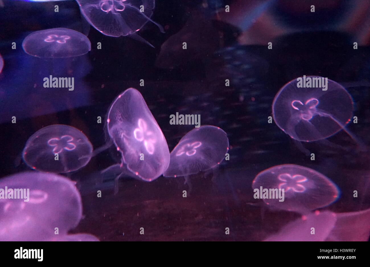 Moon Jelly, Jellyfish. Jellyfish are the major nonpolyp form of
